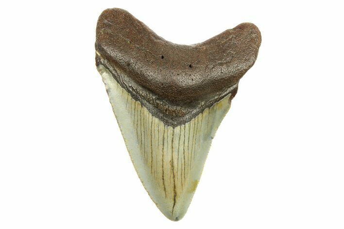 Fossil Megalodon Tooth - North Carolina #298837